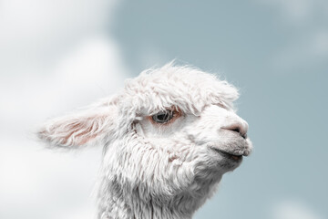Alpaca white