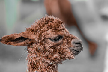 Alpaca Baby Braun