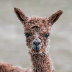 Alpaca Baby Braun