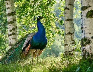 Fototapeta premium In der Natur
