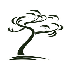 Fototapeta premium bonsai tree with flowing, curved branches.