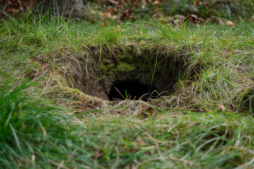 Obraz premium Mysterious animal burrow in lush green grassland