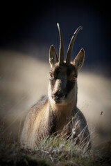 Camoscio appenninico