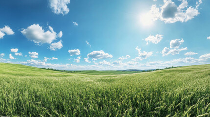 Green field with blue sky and white clouds 3d render illustration 360 panorama vr environment map. 3D Illustration