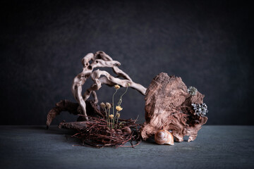 still life, phyto design, composition of dry flowers, branches, wood, bird feathers.