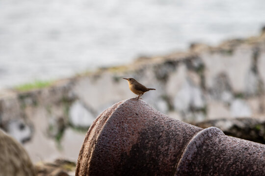 P&aacute;jaro en la boca de ca&ntilde;&oacute;n