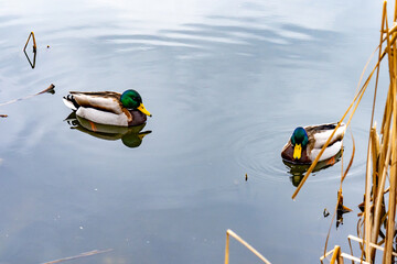 Ducks swimming peacefully in a calm pond surrounded by reeds © Serhii