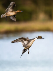 Northern Pintail, Anas acuta, male in flight over winter marshes