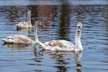 Young swans swimming gracefully in a calm lake during early afternoon