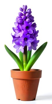 hyacinth flower in pot, sonbol sombol, nowruz haft sin, purple blue isolated on white vertical, ai generated
