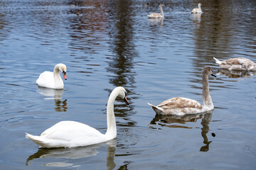 Swans and cygnets swimming in a serene lake during daylight
