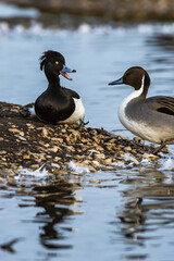 Males of Northern Pintail, Anas acuta and Tufted Duck, Aythya fuligula at winter marshes in Slimbridge, England