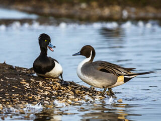 Males of Northern Pintail, Anas acuta and Tufted Duck, Aythya fuligula at winter marshes in Slimbridge, England