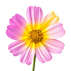 PNG Sunny and Sweet Design Against Transparent Background for Positive, Lifestyle, or Cheerful Design Projects