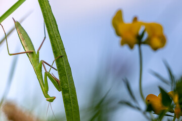 European Mantis Hanging on a Grass Blade with Yellow Flowers – Wildlife Macro