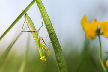 European Mantis Hanging on a Grass Blade with Yellow Flowers