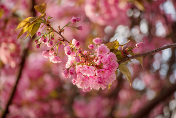 Sakura flowers blooming, spring seasonal Easter background