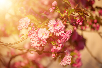 Sakura flowers blooming, spring seasonal Easter background