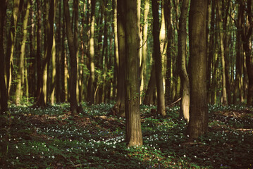 Flowering green forest with white flowers, spring nature background