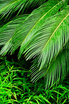 Nature green leaves of exotic palm tree 