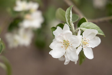 Fototapeta premium Spring blossoms. Blooming apple tree flowers with green leaves outdoors