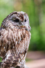 Tawny owl nestled in fuzzy summer greens