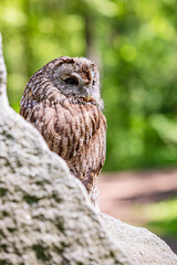 Tawny owl on rugged stone cliff