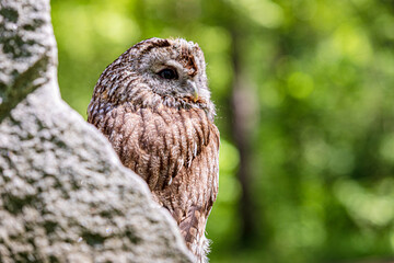 Stone cliff's tawny owl sentinel