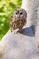Stone cliff tawny owl