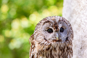 Tawny owl amidst blurred summer greenery