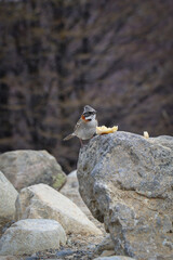 atlantic puffin or common puffin
