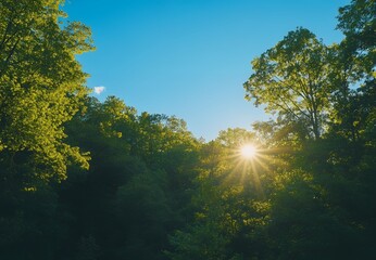 Sunbeams Streaming Through Lush Green Forest Canopy at Sunset