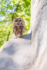 Stone cliff tawny owl