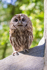 Cliffside tawny owl portrait