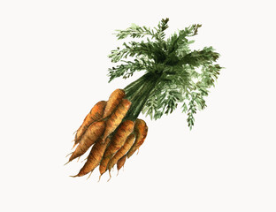 Carrots with Leaves from Grandma's Garden