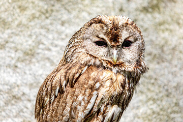 Tawny owl amidst stone cliff landscape