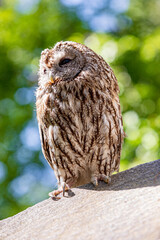 Cliffside tawny owl portrait