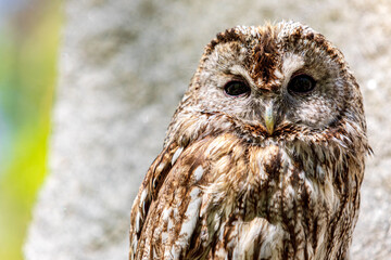 Cliffside tawny owl portrait