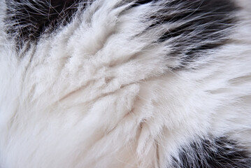 white Cat fur texture background. Close-up background texture of white and black cat fur.
