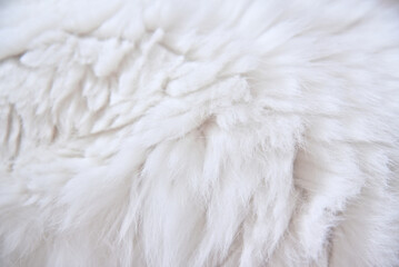White cat fur close-up background texture. white Cat fur texture background. 