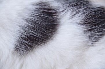 white Cat fur texture background. Close-up background texture of white and black cat fur.