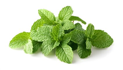 Fresh Green Mint Leaves Isolated on White Background