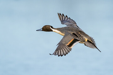Northern Pintail, Anas acuta, male in flight over winter marshes