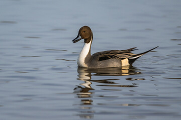 Northern Pintail, Anas acuta, male at winter marshes in Slimbridge, England