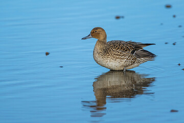 Northern Pintail, Anas acuta, female at winter marshes in Slimbridge, England