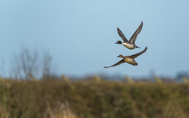 Northern Pintail, Anas acuta, pair of birds in flight over winter marshes
