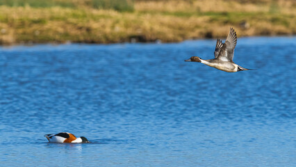 Northern Pintail, Anas acuta, male in flight over winter marshes