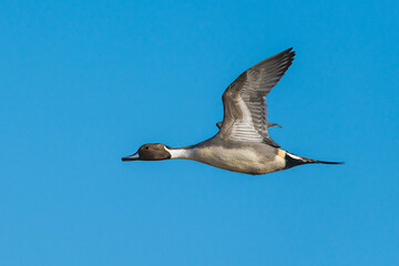 Northern Pintail, Anas acuta, male in flight over winter marshes