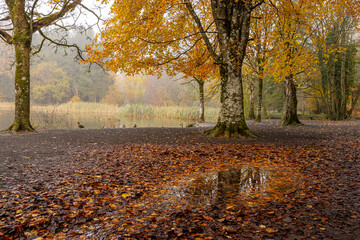 Autumn Reflections: Ducks Resting on Donadea Lake with Golden Leaves Mirrored in a Puddle