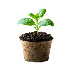 Small Plant in Cork Pot Isolated on Transparent Background